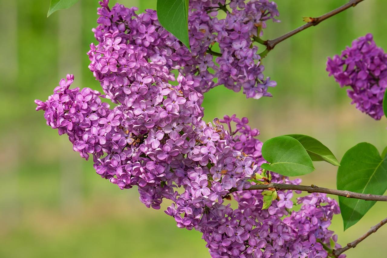 Lilas
